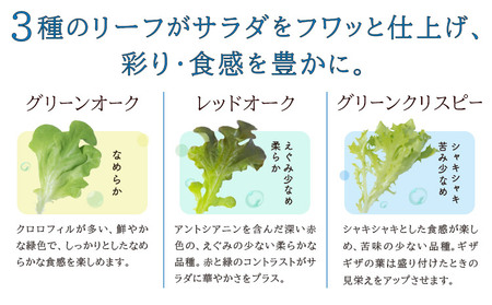 野菜 サラトリオ 12個セット　野菜 レタス