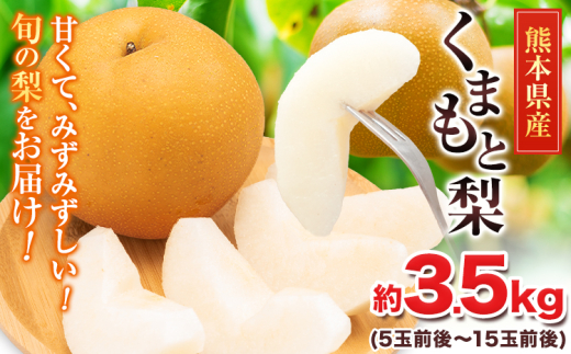 くまもと梨 梨 秋 旬 なし 幸水 豊水 先行 果物 くだもの フルーツ ナシ 梨 先行予約 送料無料 あきづき 甘太 新高 新興 約3.5kg 5玉～15玉前後 熊本県産【着日指定不可】《2026年8月下旬-11月中旬頃出荷》旬 果物 お取り寄せ