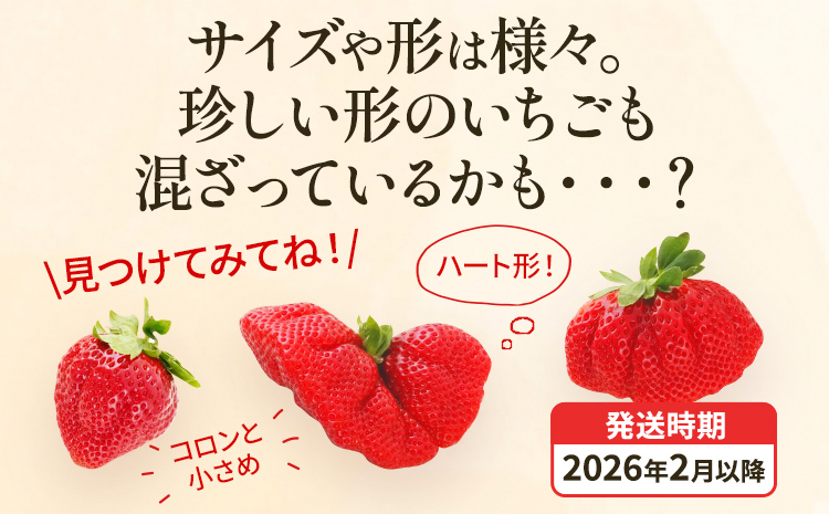 アフター保証 あまおう 約1,100g（約275g×4パック）【先行受付／2026年2月以降順次発送予定】いちご 大粒 不揃い 苺 イチゴ 福岡高級 フルーツ 土産 福岡県