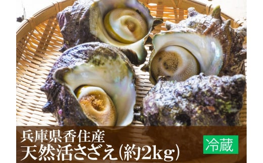 【サザエ 兵庫県香住産 新鮮 天然 活サザエ 2kg（14～20個）冷蔵】※発送目安：入金確認後、順次発送 香住で水揚げされた新鮮なサザエをお届けします。つぼ焼き、炊き込みご飯（サザエ飯）、酒の肴などにピッタリ！磯の香りが濃く風味豊かなサザエです。大人気 ふるさと納税 夏休み BBQ バーベキュー キャンプ お盆 海 海水浴 日本海 兵庫県 香美町 香住 柴山 宿院商店 16000円 33-20