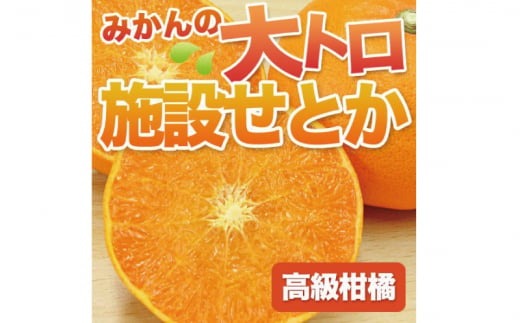 【先行予約】石本果樹園の美味しいせとか 約2kg 9～15玉【2025年2月中旬から3月中旬までに順次発送】 / みかん フルーツ くだもの 果物 せとか 【min004】