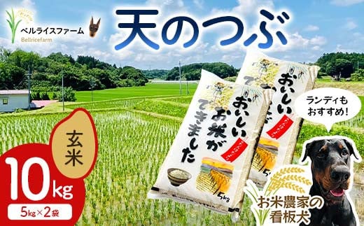 〈先行予約〉令和7年産 農家直送 ベルライスファームの天のつぶ 玄米10kg F6U-179