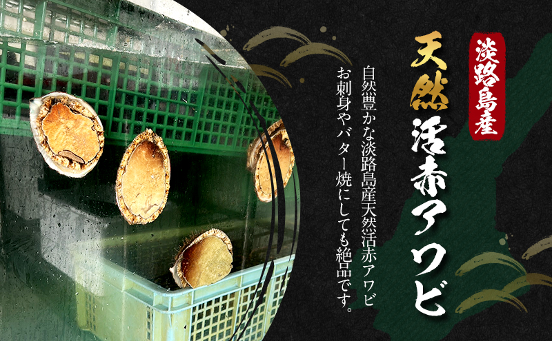 淡路島産天然活赤アワビ 2個 兵庫県 洲本市 淡路島