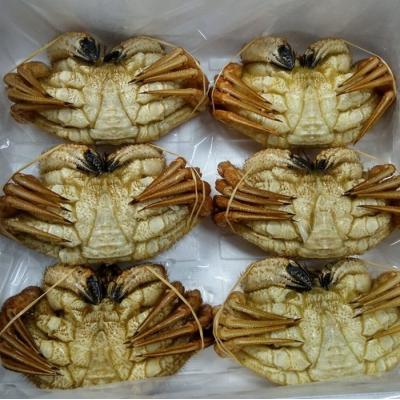 ふるさと納税 根室市 <12/21まで年内配送>★クリガニ6尾(計1.8kg前後) C-57037 |  | 01