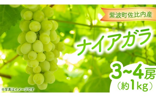 
                  ぶどう ナイアガラ 1kg (3～4房)【紫波町佐比内産】 ぶどう 葡萄 ブドウ白 ナイアガラ 先行予約 フルーツ 果物 デザート 旬 くだもの 産地直送 2026年 生食 紫波町 佐比内 1kg ふるさと納税 (BC009)
                