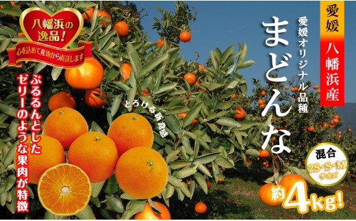 2026年11月発送開始　ぷるぷる新食感「マドンナ」約4kg　＜D39-31＞_みかん ミカン マドンナ 紅まどんな同品種 柑橘 柑橘類 フルーツ 果物 くだもの 人気 美味しい 愛媛県 八幡浜 ふるさと【1149494】 YWTF013