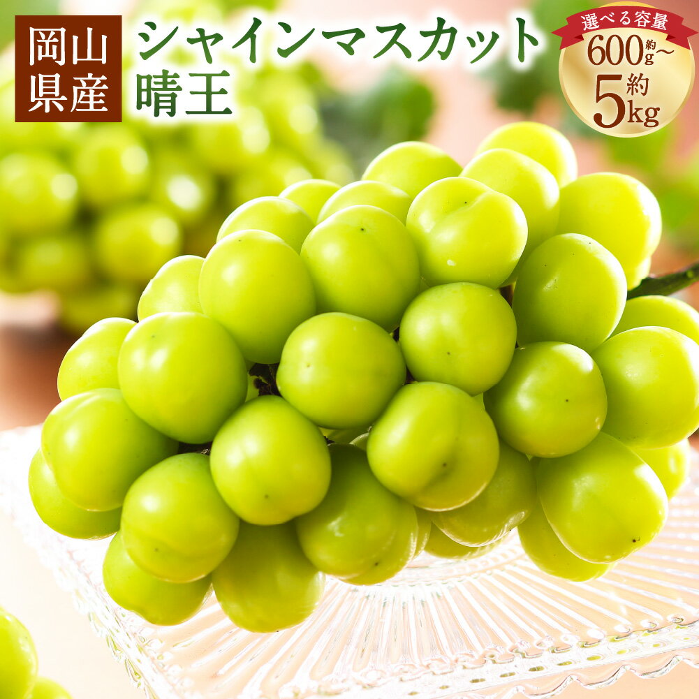 【ふるさと納税】＜選べる内容量＞岡山県産 シャインマスカット 晴王 約600g～計約5kg 1房～10房 ぶどう ブドウ 葡萄 大粒 高糖度 種なし 皮ごと フルーツ くだもの 果物 果実 デザート 冷蔵 国産 送料無料 【2026年7月上旬～8月下旬発送予定】