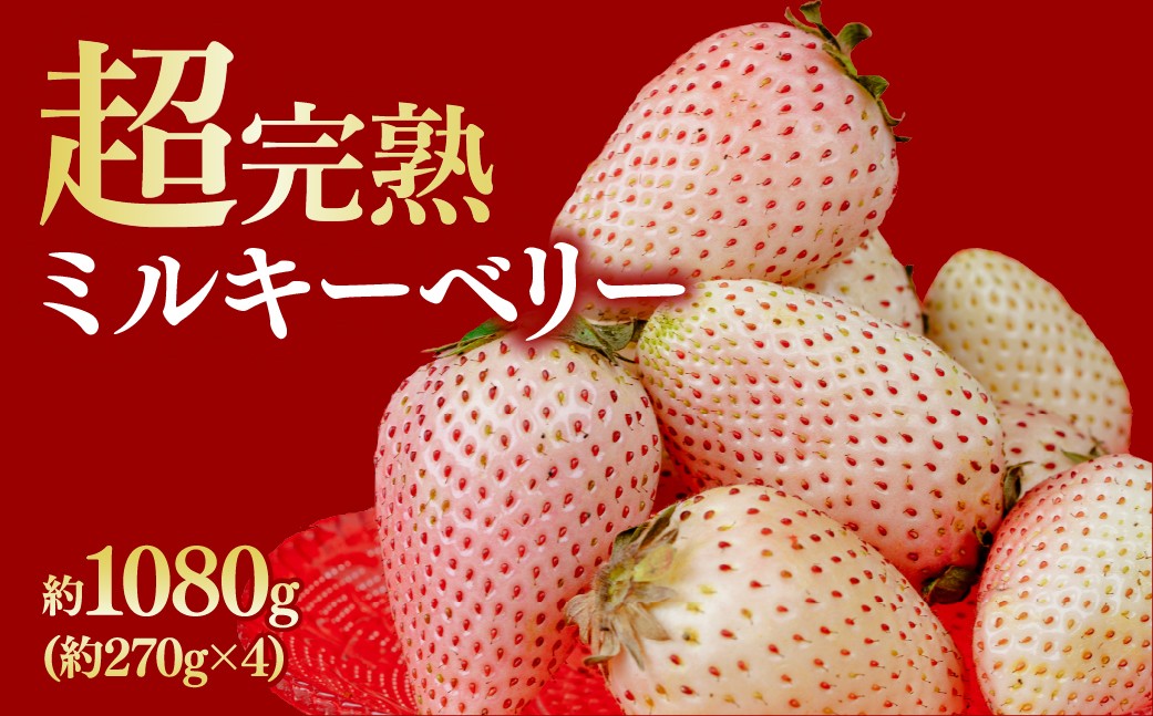 
            【先行受付：選べる発送月】いちご 鈴木ファーム厳選『幻のミルキーベリー』レギュラー 約270g ×４パック 合計1080g | いちご イチゴ 苺 ミルキーベリー 完熟 果物 フルーツ くだもの 旬 産地直送 栃木県産 鈴木ファーム 栃木県 茂木町
          
