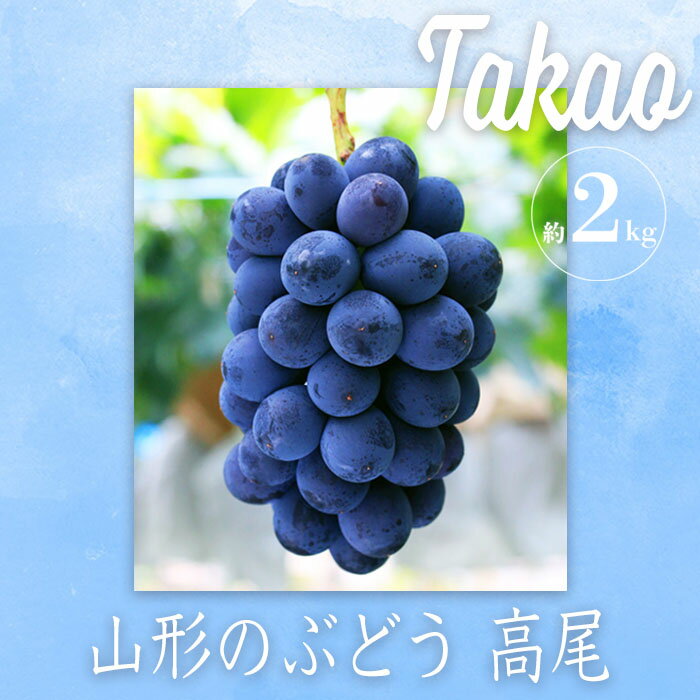 【ふるさと納税】＼高評価★4.3以上 希少品種／ ぶどう 高尾 秀品 約 2kg 巨峰 を改良 山形 の 人気 フルーツ【2025年8月〜10月発送分先行受付】 先行予約 ふるさと納税 ぶどう ジューシーな 種なし 葡萄 果物 ふるさと ランキング 令和7年 2025年 H058(R7)