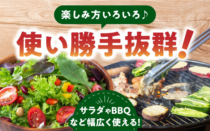 【先行予約】いちょうの畑 サラダピーマン 約2kg 【農事組合法人いちょう】 [YDN011]