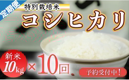 新米予約！令和７年産　(精白米)　特別栽培米　こしひかり10kg×10袋