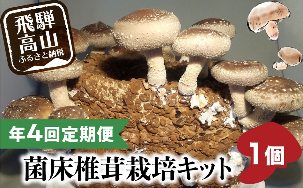 【11月発送開始】 定期便 菌床椎茸栽培キット 1個×全4回（11月・2月・5月・10月に発送）| しいたけ シイタケ 椎茸 栽培キット きのこ 栽培 菌床 しいたけ菌 椎茸菌 栽培ブロック 採れたて とれたて 夏休み 自由研究 園芸 食育 飛騨高山きのこの里 GK100VC11