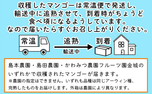 ＜先行予約＞「マンゴー」 ⽯垣島ど真ん中 まるま～さん マンゴー 1kg (2～3玉) ≪2026年7月頃より順次発送予定≫ (アーウィン種)【 産地直送 マンゴー アーウィンマンゴー アップルマンゴ
