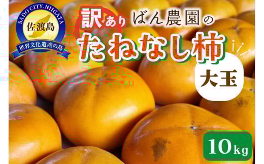【2026年10月以降発送】訳あり大玉たねなし柿10kg（箱込み重量）佐渡島産