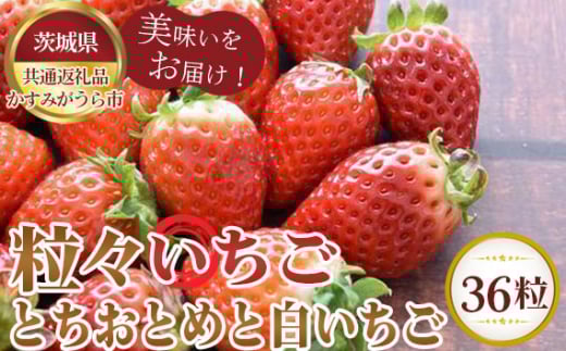 【先行予約】粒々いちご36粒　とちおとめと白いちご【茨城県共通返礼品 かすみがうら市】 ／ 旬 新鮮 苺 イチゴ 果物 フルーツ 茨城県 特産品 No.362