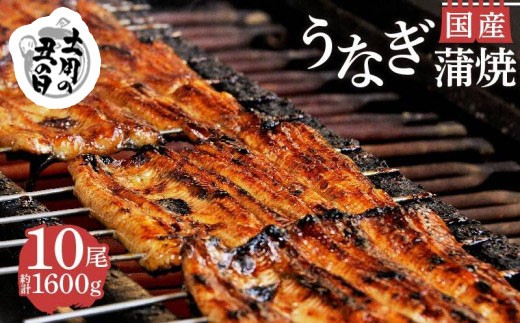 【 土用の丑の日 7月20日～24日頃にお届け】国産 うなぎ 蒲焼 10尾 1600g お吸い物 タレ 山椒鰻 冷蔵 匠 セット 真空 小分け 沼津 うなよし 静岡県 沼津市 ｜うなぎ 蒲焼き unagi 鰻 ウナギ 国産うなぎ 国産鰻 国産ウナギ 土用 丑の日 ギフト