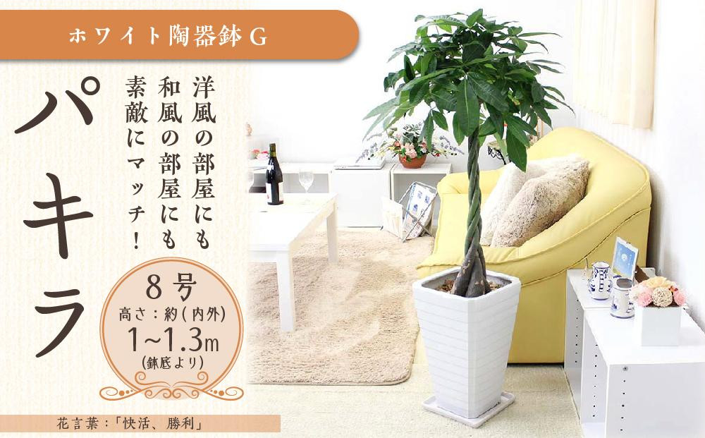 
【観葉植物】パキラ 8号 ホワイト陶器鉢 G 高さ:約1m～1.3m内外(鉢底より)【観葉植物 植物 鉢付 インテリア 部屋 室内 オフィス 癒し エコ グリーン マイナスイオン リラックス オシャレ おしゃれ ギフト プレゼント 贈り物 人気 おすすめ 福岡県筑前町 送料無料 AG011】
