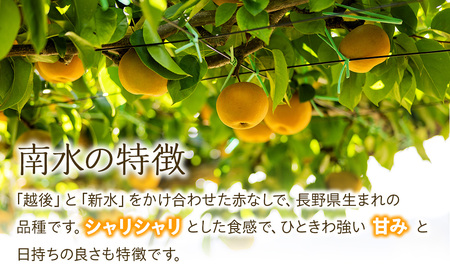 【2026年/令和8年発送分 】梨 長野 南水 約 3kg 信州の梨 フルーツ 果物 デザート おやつ なし ナシ なんすい ナンスイ 産地直送 長野県 長野県産 信州産 長野県箕輪町