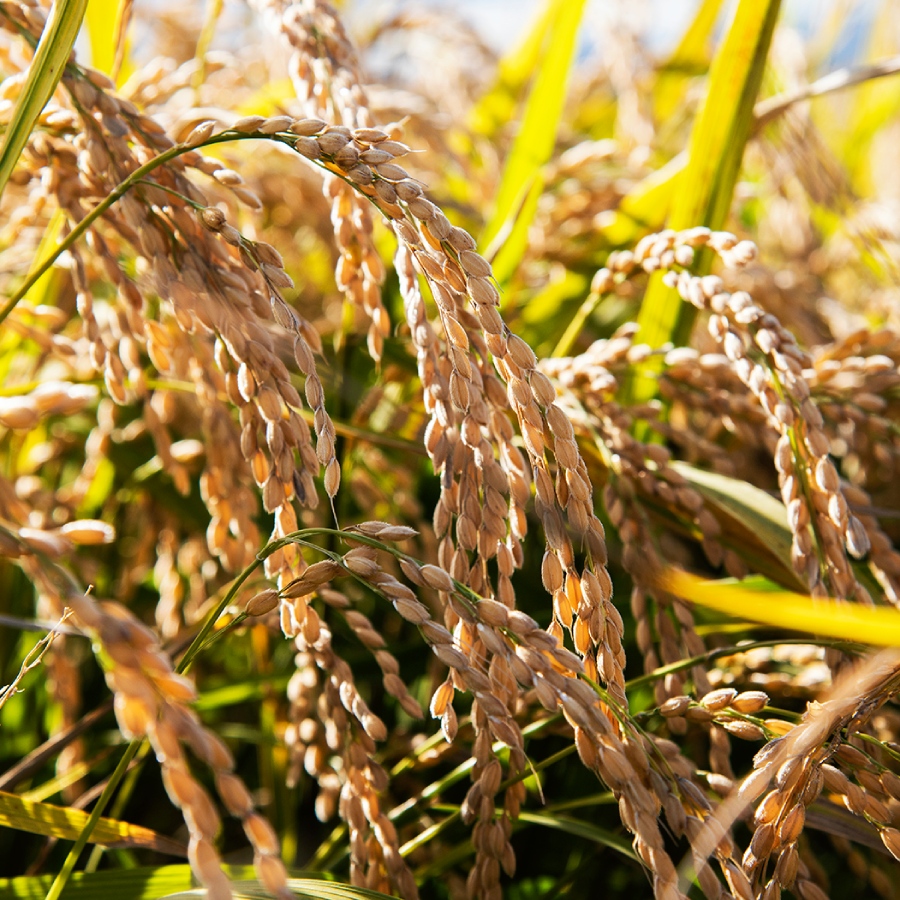 【令和7年産新米】＜有機農園たかしま農場＞(玄米)北海道深川産ゆめぴりか　栽培期間中農薬・化学肥料不使用5kg×2袋