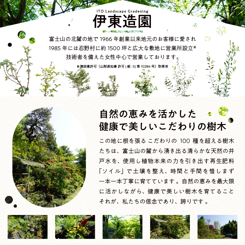 植木　ドウダンツツジ　0.7ｍ