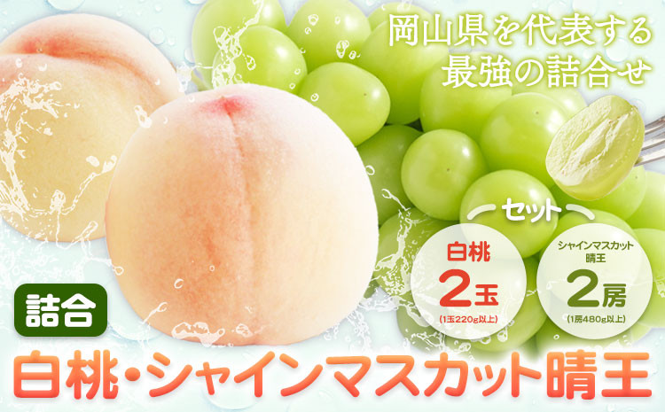 
            桃 シャインマスカット【2026年先行予約】詰合 白桃（1玉220g以上）2玉・シャインマスカット晴王（1房480g以上）2房 化粧箱入り 株式会社山博(中本青果)《2026年7月下旬-8月中旬頃出荷》岡山県 浅口市 ぶどう フルーツ ギフト 贈答用 旬 果物 国産 岡山県産 送料無料【配送不可地域あり】
          