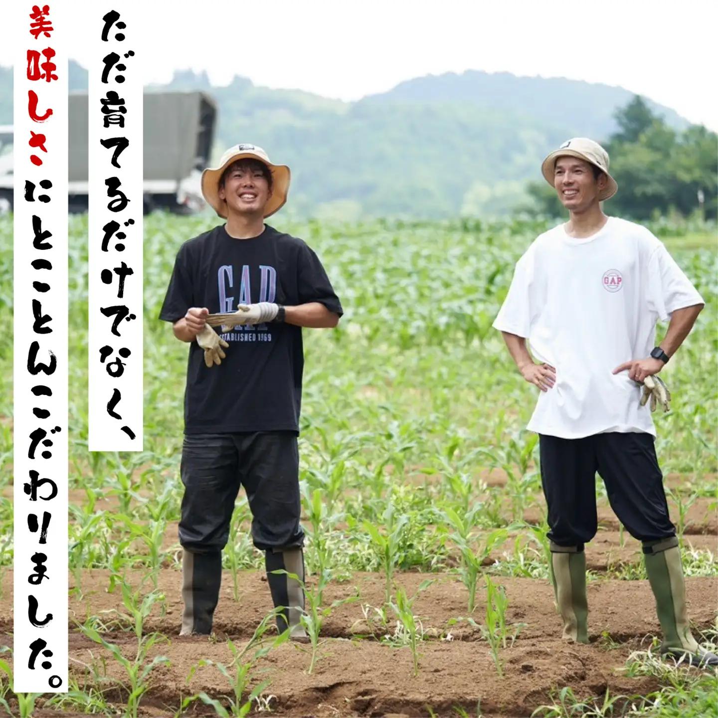 6/10から順次配送！ 朝採れ とうもろこし 10~12本 箱根夏風 とうもろこし