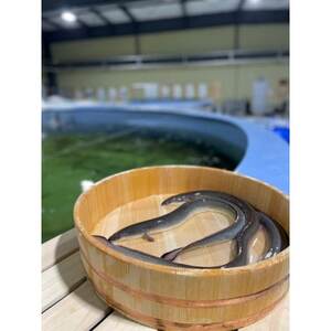 上里育ちの「侍うなぎ」きざみ蒲焼き 1パック50g×3【配送不可地域：離島】【1670366】