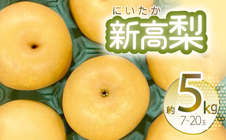 【先行予約】新高梨 約5kg 5~16玉 梨 なし 八代市産【2024年9月上旬より順次発送】