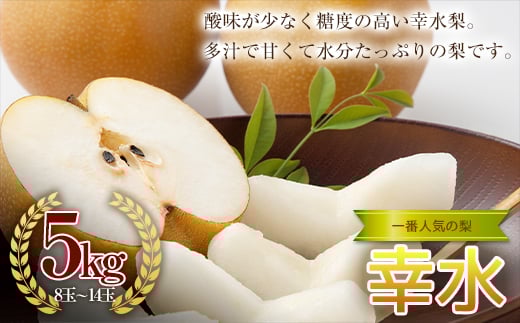 《2025年秋出荷》一番人気の梨 幸水 5kg（8～14玉） F21R-853