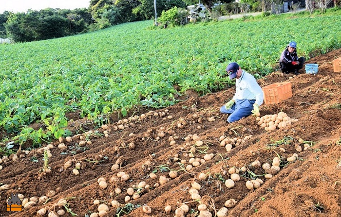 《まもなく旬！》～春しか食べられない 新じゃが～徳之島プレミアムブランド”春一番新じゃがいも”（100kg） ( バレイショ 野菜 旬 春 JA 徳之島 奄美 鹿児島 肉じゃが カレー じゃがバター 