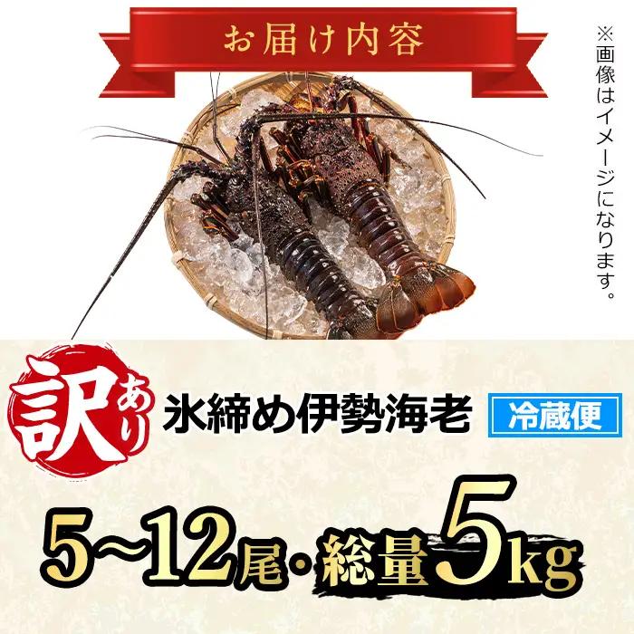 【1683212a】＜訳あり＞朝獲れ発送！鮮魚問屋が厳選した氷締め伊勢海老(5～12尾・総量5kg以上) 伊勢エビ 伊勢えび 刺身 さしみ えび 海老 魚介類 海鮮 刺身 塩焼き 訳あり 訳アリ 【江