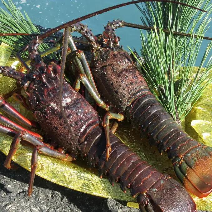 活伊勢海老 約2kg(4～10尾)【 イセエビ 伊勢海老 】