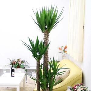 【観葉植物】青年の木（ユッカ） 10号 ストライプバスケット鉢カバー 土の表面：ウッドチップ｜観葉植物 インテリア 部屋 おしゃれ 福岡県筑前町 送料無料