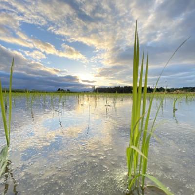 ふるさと納税 新庄市 【毎月定期便】黒澤のはえぬき(精米)3kg全3回 |  | 03