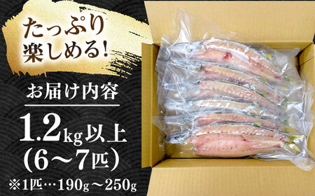 特大アカカマスの開き 干物 1.2kg以上 6～7匹[JAQ026]