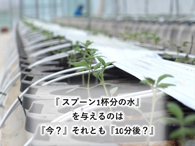 糖度14度ミニトマトジュース（490ml瓶 x 1本）　クラシックトマト『リスト』使用　野菜　生活　ジュース　飲料　ドリンク　信州　長野県【 トマトジュース 長野県 佐久市 】