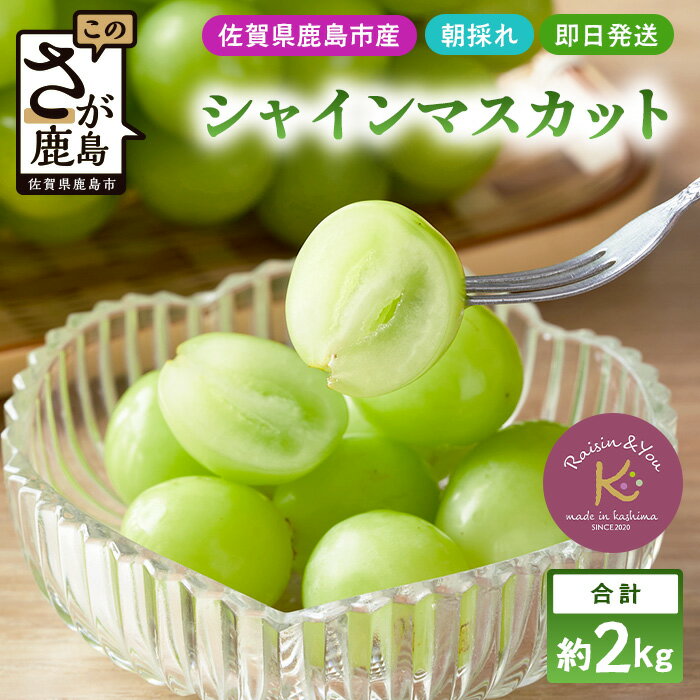 【ふるさと納税】朝採れ即日発送◆数量限定◆シャインマスカット 約2kg 3〜4房【先行予約】【2026年8月中旬〜9月下旬配送予定】鮮度第一 可愛いラッピングで贈り物にも◎ ご褒美 プレゼント 贈答 ギフト 果物 葡萄 ぶどう マスカット 野菜 佐賀 鹿島市 人気 送料無料 C-38