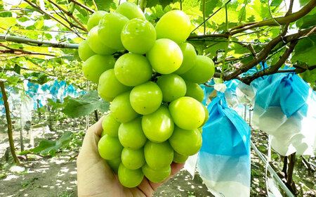 シャインマスカット 約2kg（3房）/ シャインマスカット しゃいんますかっと ぶどう ブドウ / 南島原市 / ガマダスぶどう園[SGL001]