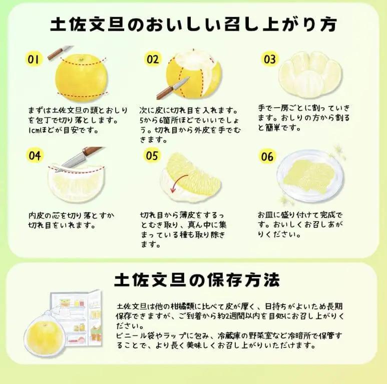 【先行予約】【訳あり】温室土佐文旦 家庭用 約5kg （8?12玉） 高知県土佐市 【土佐文旦の藤岡】 [BQBJ005]
