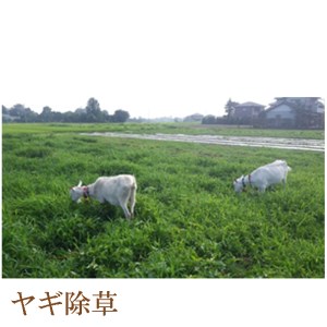 【3回定期便】 にんじんジュース 1L瓶 3本セット 【自家栽培・有機農法】