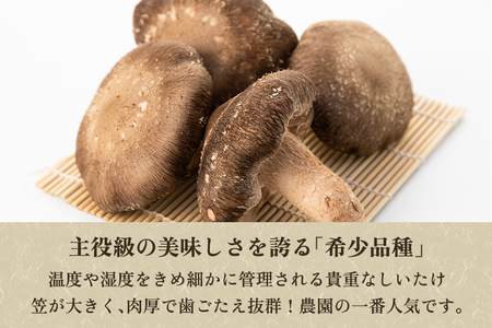 【2026年先行予約】生しいたけ 並サイズ（笠開き） 約1kg（24〜36個）《10月中旬～順次出荷》