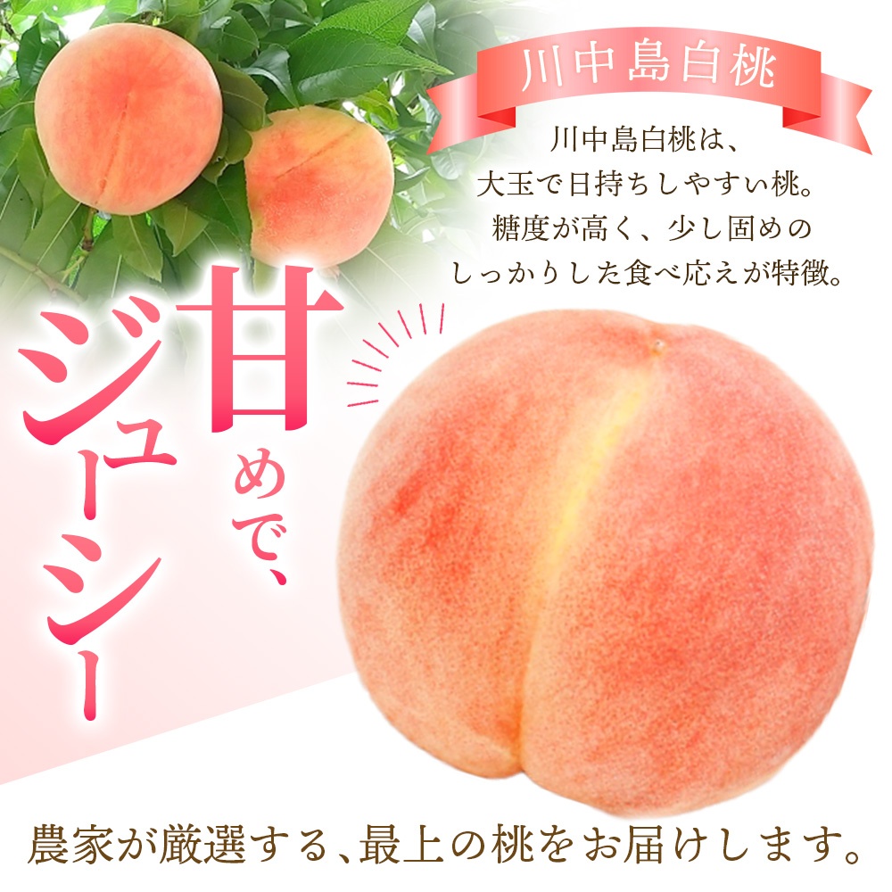 【予約受付】こだわり農家厳選 川中島白桃 和歌山産の桃 <大玉特秀品> 約2kg（6個~9個） 2025年8月初旬頃～2025年8月末頃に順次発送予定（お届け日指定不可）/ 桃 もも 川中島 白桃 フルーツ 果物 くだもの 【kgr011】