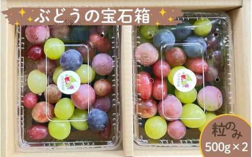 ぶどうの宝石箱（品種いろいろ、粒のみ詰合せ）　５００ｇ×２パック　0065-2603