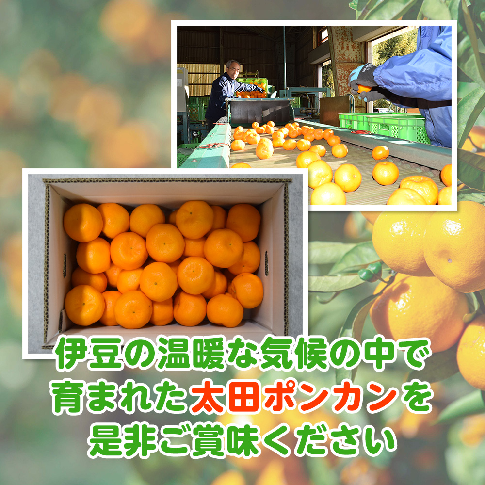 【1月配送】ポンカン　赤秀（最高級）　5kg　JAふじ伊豆　静岡県産 1381 ／ JAふじ伊豆 太田ポンカン 赤秀 贈り物 静岡県 東伊豆町