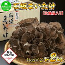 【ふるさと納税】【無地のし】 新潟県 南魚沼産 厳選 国産 石坂 高級 舞茸 まいたけ 産地直送 1kg ×2箱 計2kg 贈り物 ギフト お中元 お歳暮 石坂きのこ | 野菜 やさい 食品 人気 おすすめ 送料無料
