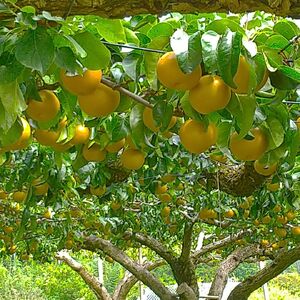 【南信州産】南水梨5kg 12～14玉入り