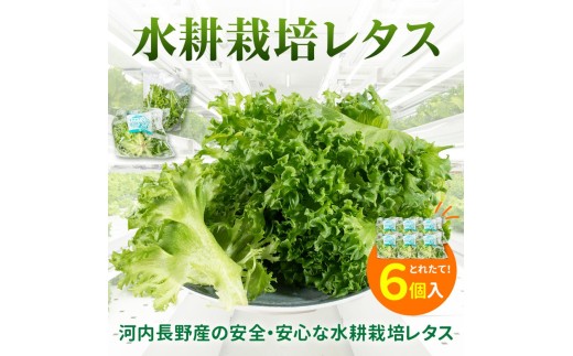 
                  【定期便　毎月お届け6ヵ月】レタス 6個 ｜ 水耕栽培 河内長野産 フリルレタス 種類 栽培 菜 茎 サラダ 副菜 おつまみ フレアベル フリルアイス セット 無農薬  栄養満点 ビタミン ミネラル 安心 安全 新鮮レタス
                
