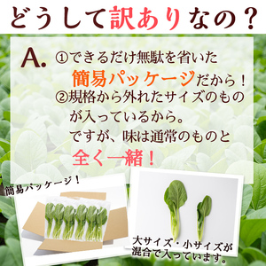 【期間限定・訳あり】志布志湾小松菜ゴールド(計1kg・200g×5袋) 小松菜 こまつな こまつ菜 野菜 やさい 小分け パスタ ナムル スムージー ラーメン 炊き込みご飯 期間限定 訳あり 訳アリ 
