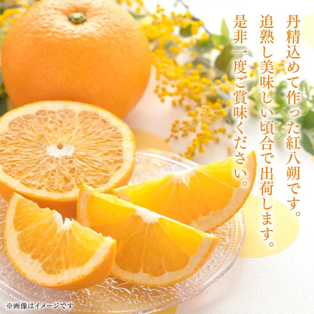【先行予約】 【訳あり】 紅八朔 ご家庭用 約10kg 八朔 はっさく 【2027年2月上旬より順次発送】