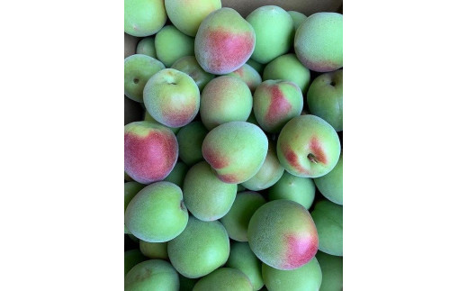 
                  南高梅　Lサイズ　5kg　マルシ農園
                